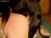 Homemade dog sex with big ass slut getting fucked